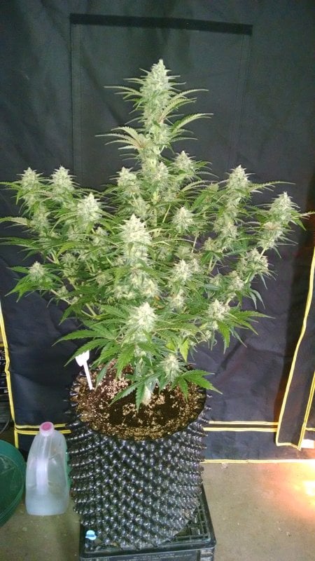 Fast Buds Sjemenke konoplje Grejp Auto