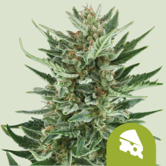 Royal Queen Seeds Seminte de canabis Royal Cheese Auto