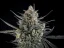 Fast Buds Насіння канабісу Pound Cake Auto
