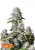 Semillas de Marihuana Fast Buds Orange Sherbet FF