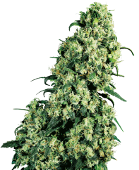 Sensi Seeds Cannabis Seeds Skunk #1® Feminized, 3-10 ks