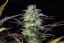 Fast Buds Sjemenke konoplje Blueberry Auto
