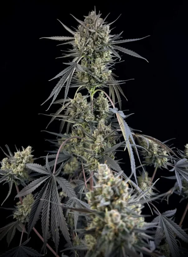 Fast Buds Насіння канабісу Pound Cake Auto