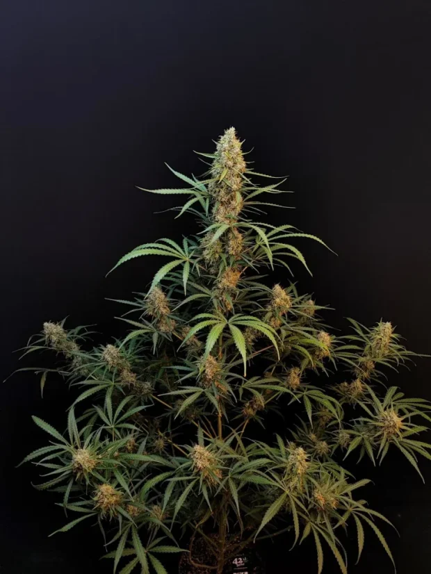 Fast Buds Насіння канабісу Jack Herer Auto