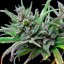 Royal Queen Seeds Seminte de canabis Northern Light feminizate