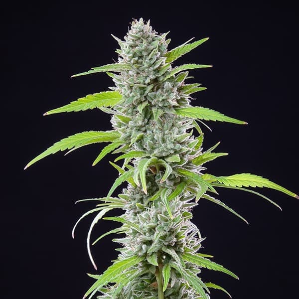 Royal Queen Seeds Seminte de canabis El Patron feminizate