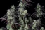 Fast Buds Cannabis Seeds Mimosa Cake Auto