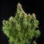 Royal Queen Seeds Seminte de canabis Diesel Auto