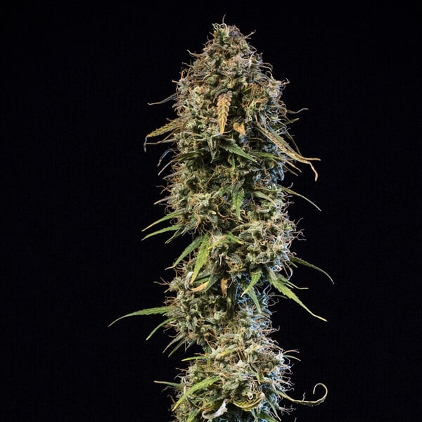 Royal Queen Seeds Seminte de canabis Haze Berry Auto