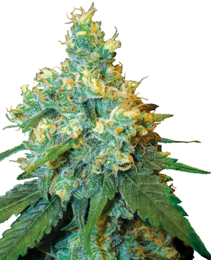 Sensi Seeds Semințe de canabis Jack Herer® Regular, 10 buc