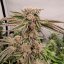 Silent Seeds Seminte de Canabis B-45 By Booba Feminizate