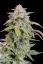 Fast Buds Semi di Cannabis Forbidden Runtz Auto
