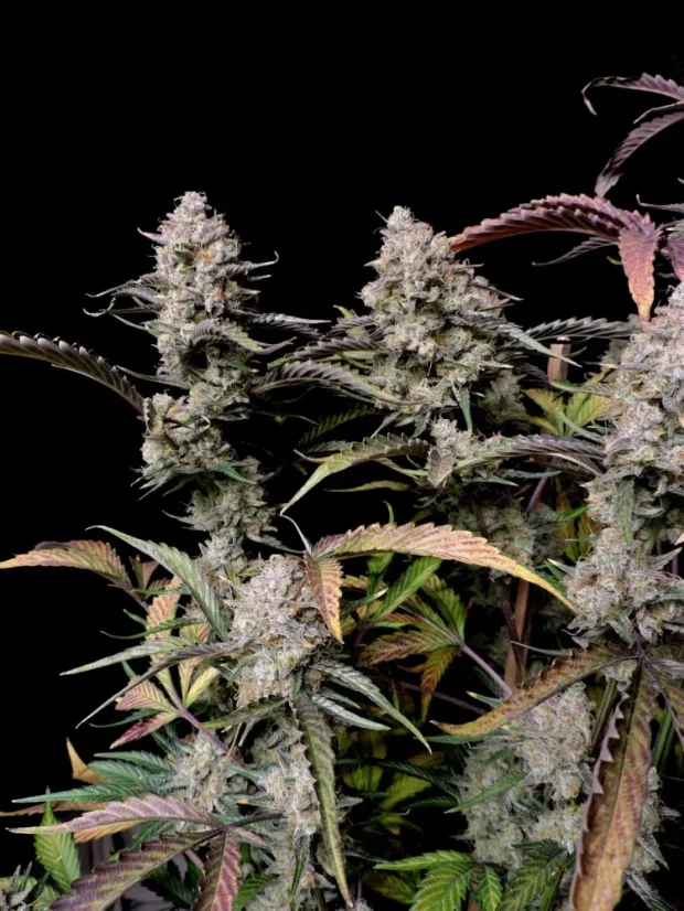 Fast Buds Cannabis Seeds Gorilla Zkittlez Auto
