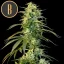 Blimburn Seeds Semena konoplje Wombat Feminized