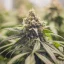Royal Queen Seeds Seminte de canabis Green Crack Punch feminizate