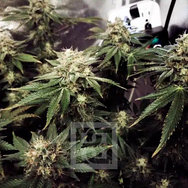 Blimburn Seeds Semi di Cannabis Blackberry Moonstones Femminizzati
