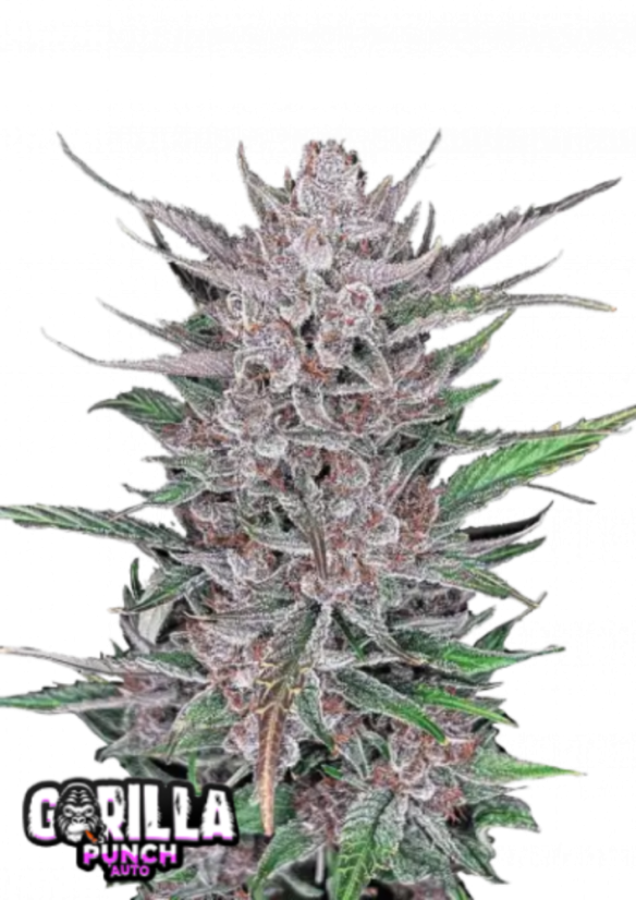 Fast Buds Cannabis Seeds Gorilla Punch Auto