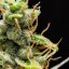 Royal Queen Seeds Seminte de canabis Royal Runtz Auto