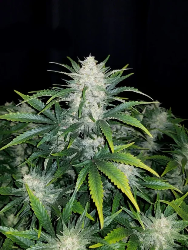 Fast Buds Насіння канабісу Rhino Ryder Auto