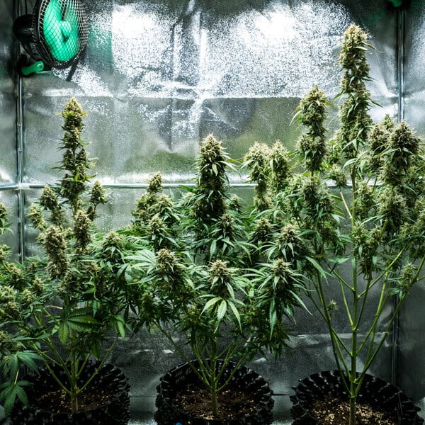 Royal Queen Seeds Seminte de canabis Fat Banana Auto