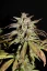 Fast Buds Автозаправка з насінням канабісу