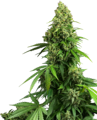 Sensi Seeds Seminte de canabis Honey Melon Kush Automatic feminizate, 3-10 buc