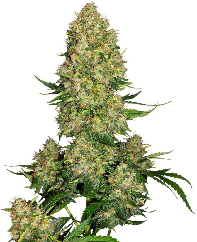 Sensi Seeds Graines de cannabis Skunk #1 Automatic® Féminisée, 3-10 pcs