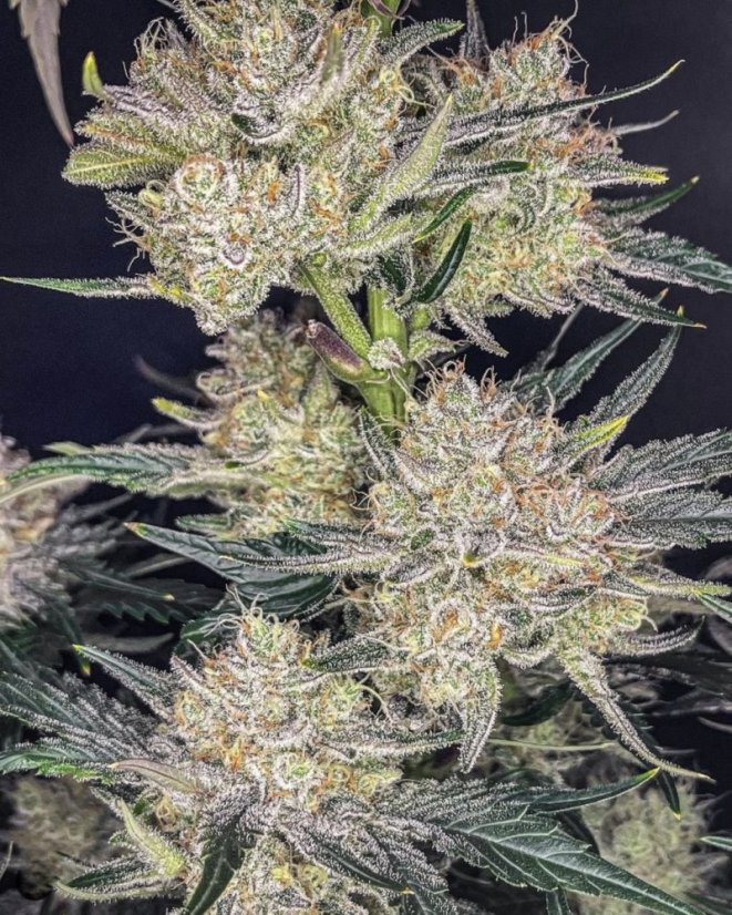 Fast Buds Sjemenke konoplje Jagoda Gorilla Auto