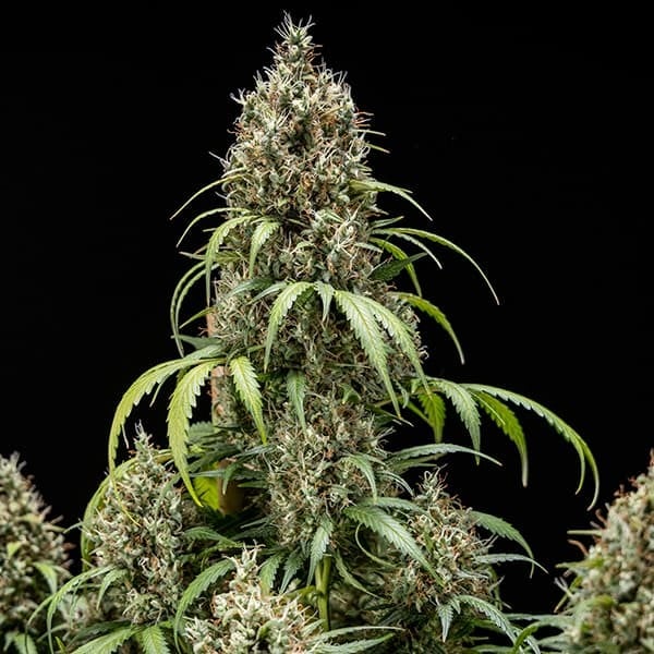 Royal Queen Seeds Seminte de canabis Biscuiti Gelato Auto