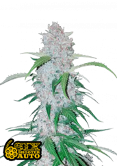Fast Buds Насіння канабісу Six Shooter Auto