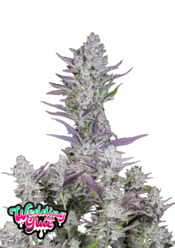 Fast Buds Sjemenke kanabisa Ljepilo za vjenčanja Auto