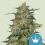 Royal Queen Seeds Cannabis Seeds Royal Highness Feminized (korkea CBD)