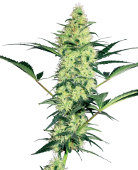 Sensi Seeds Semințe de canabis White Diesel feminizate de White Label, 3-10 buc.