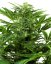 Sensi Seeds Seminte de canabis Mandarin Punch Automatic feminizate, 3-10 buc
