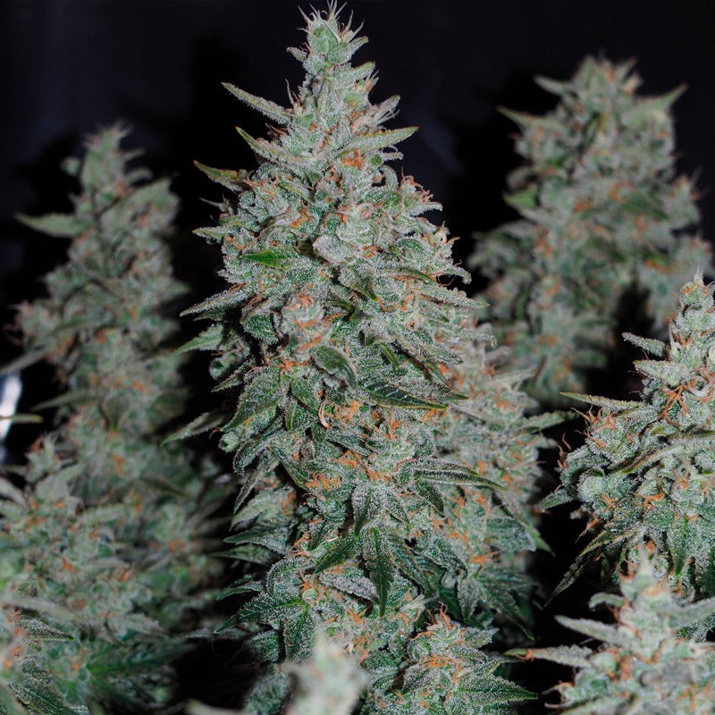 Silent Seeds Seminte de canabis clasice Critical Jack feminizate