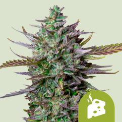 Royal Queen Seeds Seminte de canabis Blue Cheese Auto