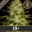 Blimburn Seeds Hanfsamen Cr+ Feminisiert