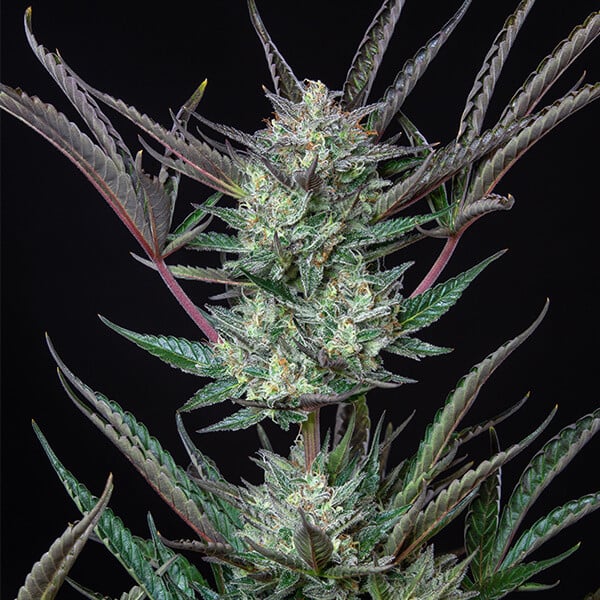 Royal Queen Seeds Semințe de canabis Purple Punch Auto