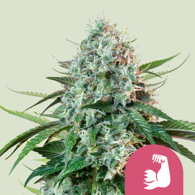 Royal Queen Seeds Seminte de canabis HulkBerry feminizate