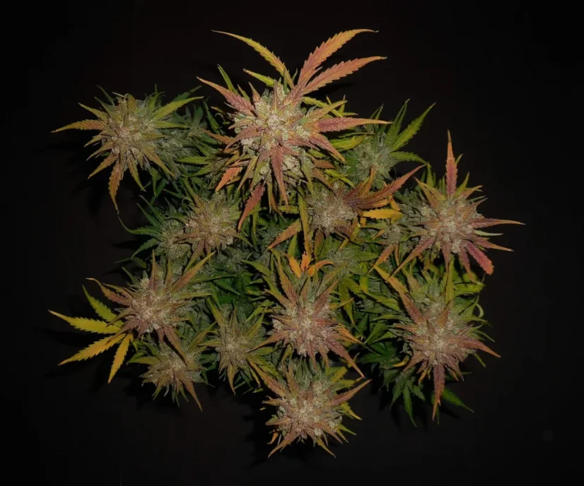 Fast Buds Sjemenke konoplje Limun AK Auto