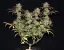 Fast Buds Автозаправка з насінням канабісу