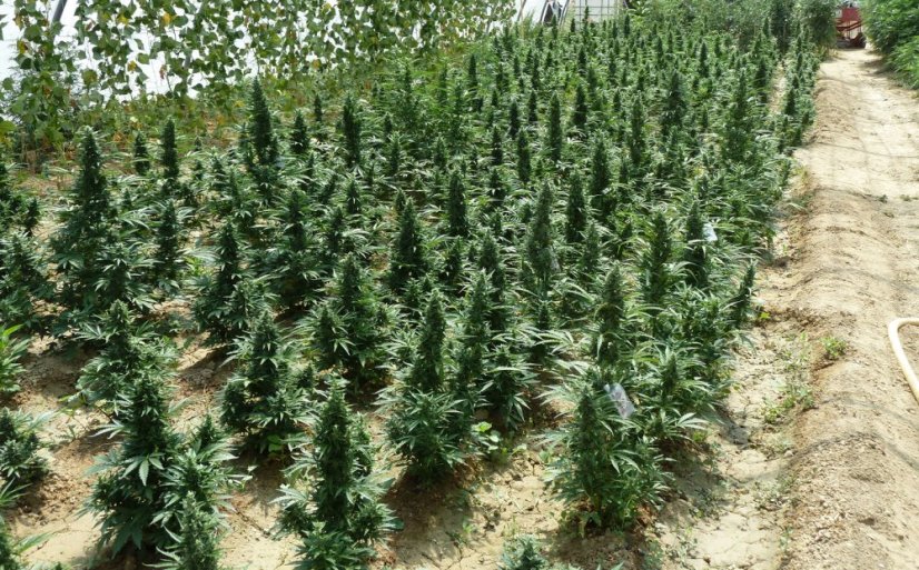 T.H.Seeds™ Seminte de canabis Auto Northern HOG™, pachet 6+1, feminizate