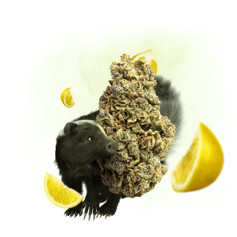 Eighty8 Chanvre CBD fleur Super Skunk -1 à 25 grammes