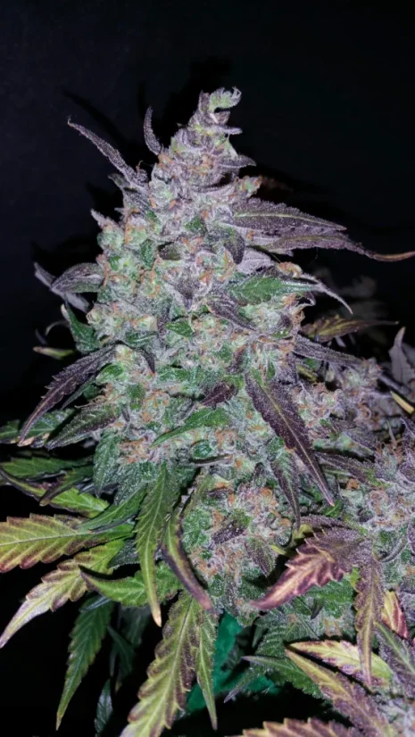 Fast Buds Cannabis Seeds Fastberry Auto