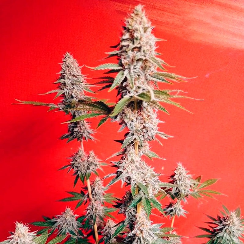 Silent Seeds Seminte clasice de canabis OG Kush feminizate