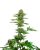 Sensi Seeds Hanfsamen Satin Black Domina CBD® Feminisiert, 3-10 Stk