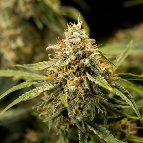 Royal Queen Seeds Семена от канабис Medusa F1 Auto