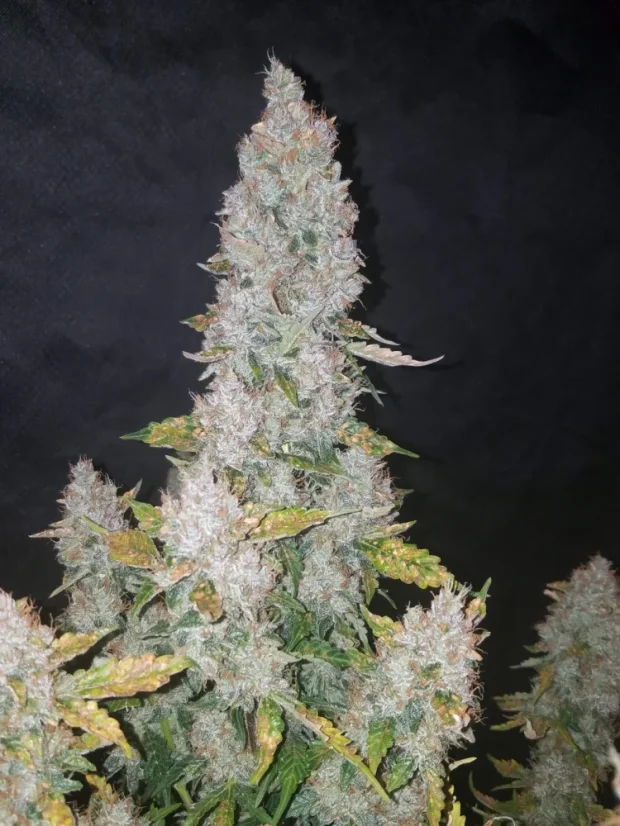 Fast Buds Cannabis Seeds Stardawg Auto