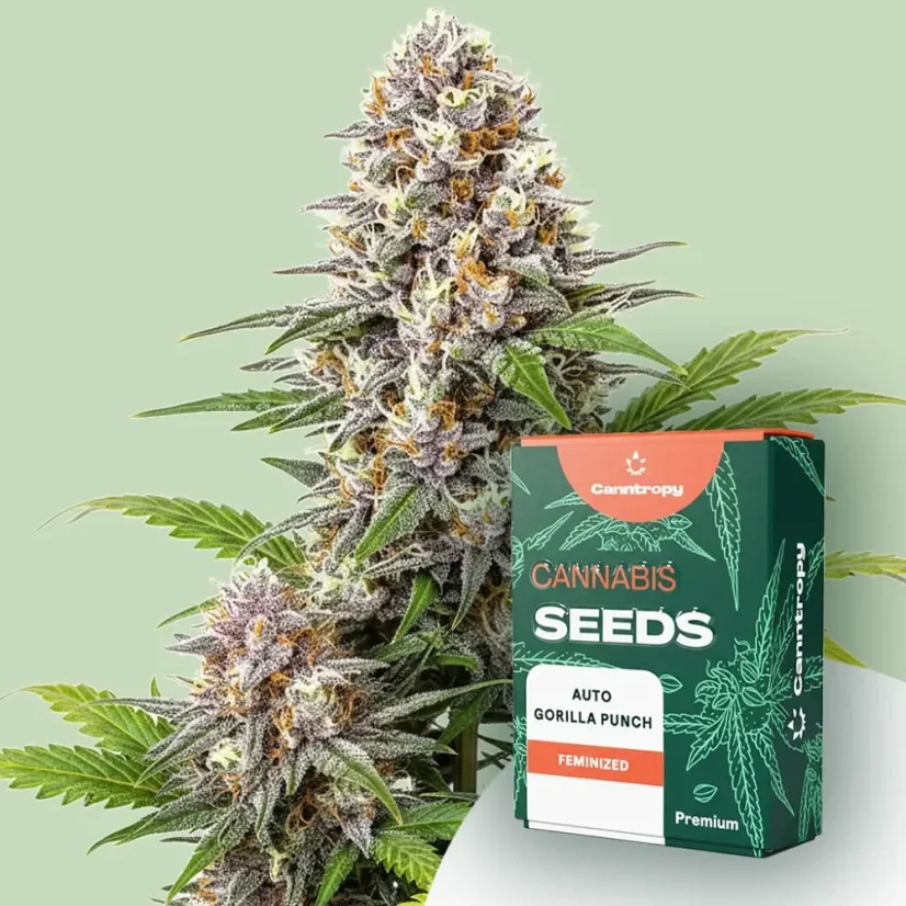 Canntropy Seeds Auto Gorilla Punch (Avtoflowering)