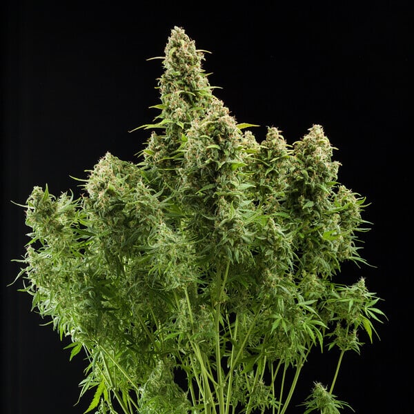 Royal Queen Seeds Seminte de canabis Diesel Auto